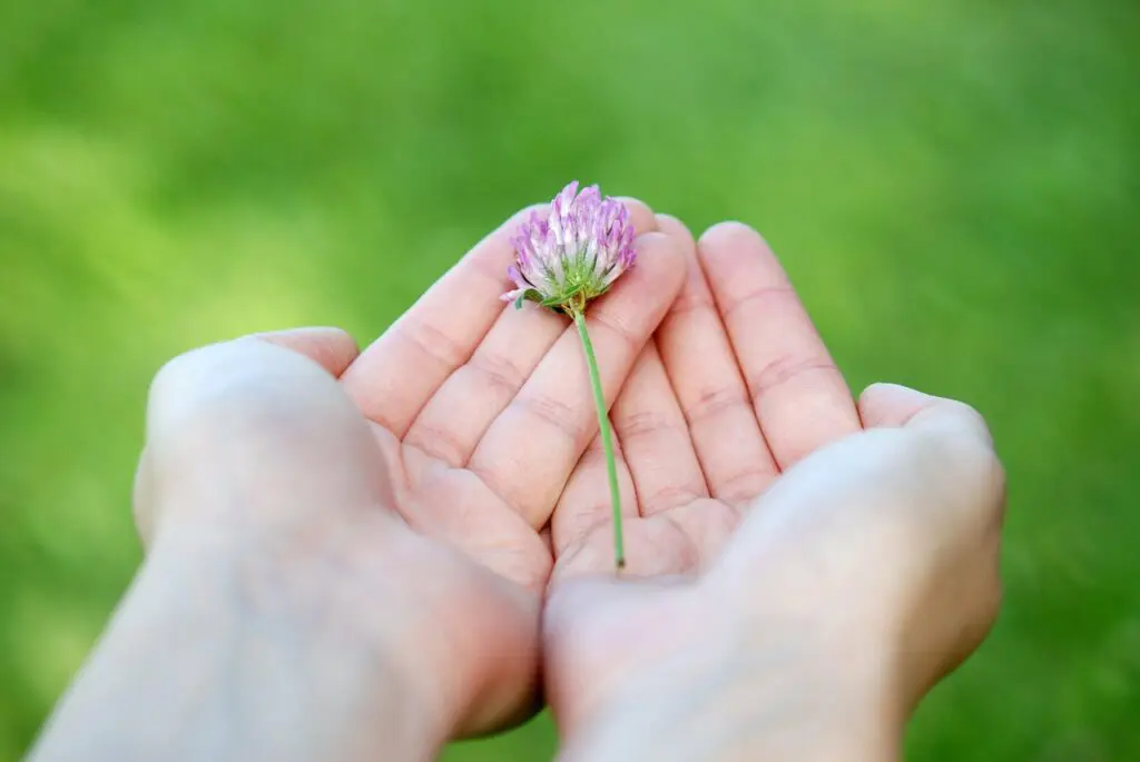 flower, hands, giving-8539.jpg