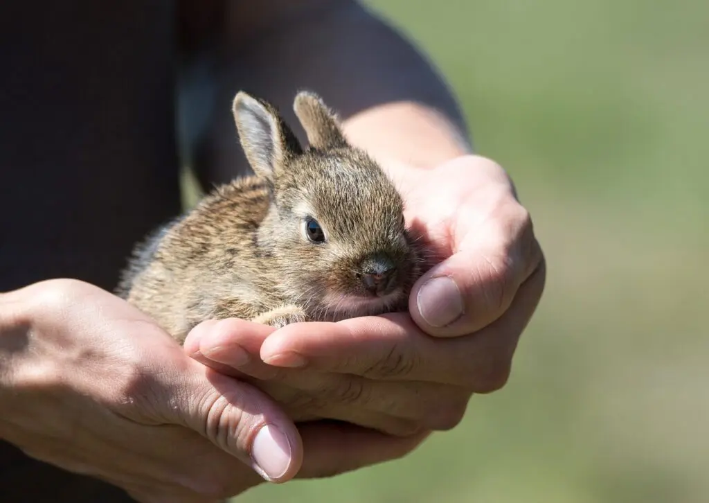 rabbit, hare, pup-913550.jpg